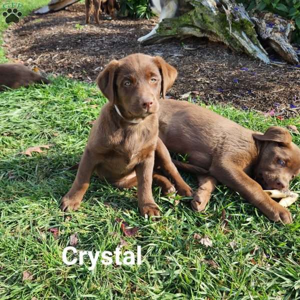 Crystal, Labrador Mix Puppy